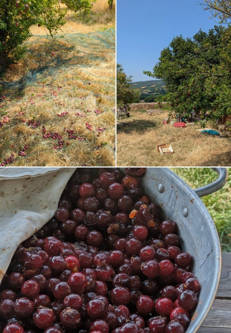 Juillet–août 2025 — Récoltes de fruits d’été